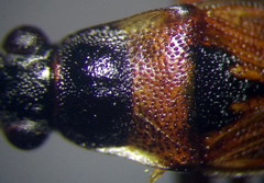 Beosus quadripunctatus