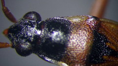 Beosus quadripunctatus