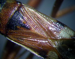 Beosus quadripunctatus