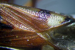 Beosus quadripunctatus