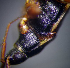 Beosus quadripunctatus
