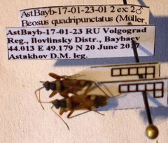 Beosus quadripunctatus