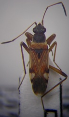 Beosus quadripunctatus