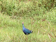 Porphyrio poliocephalus