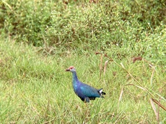 Porphyrio poliocephalus