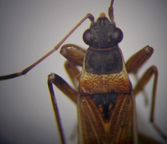 Beosus quadripunctatus