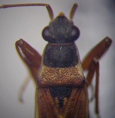Beosus quadripunctatus