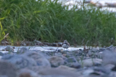 Charadrius placidus