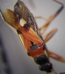 Beosus quadripunctatus