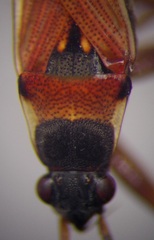 Beosus quadripunctatus