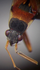 Beosus quadripunctatus