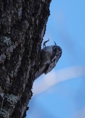 Certhia americana americana