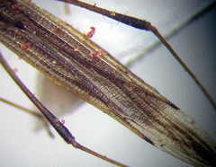 Berytinus clavipes