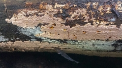 Steccherinum collabens