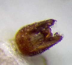 Berytinus clavipes
