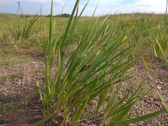 Iris lactea biglumis