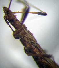 Berytinus clavipes