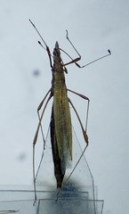 Berytinus
