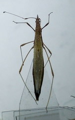 Berytinus