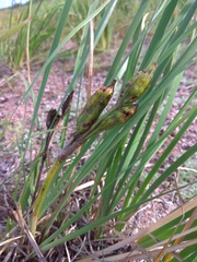 Iris lactea biglumis