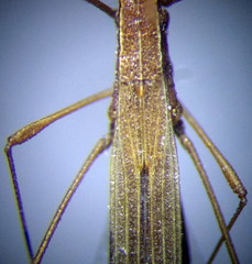 Berytinus