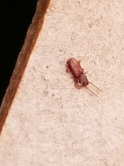 Laemophloeidae