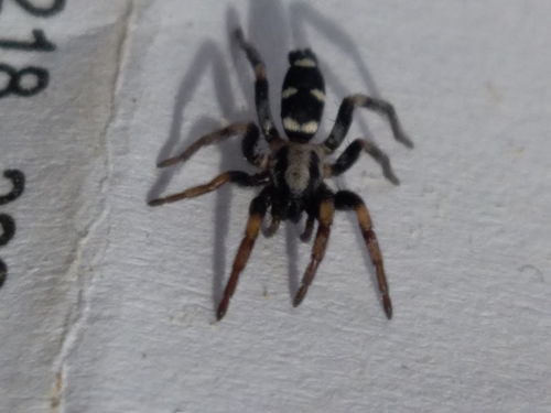 Poecilochroa albomaculata