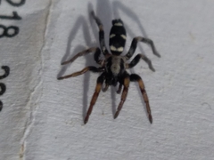 Poecilochroa
