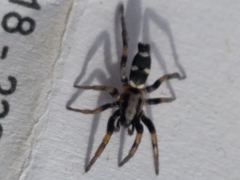 Poecilochroa