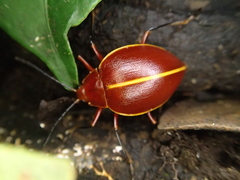 Ellipticus dorbignyi