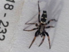 Poecilochroa