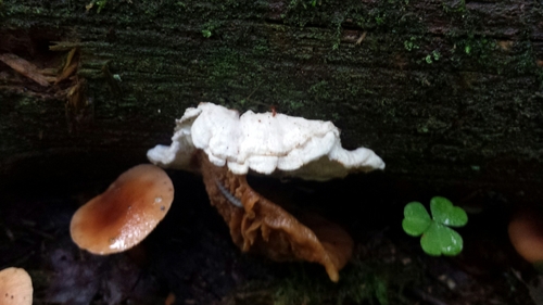 Postia undosa image