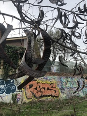 Gleditsia triacanthos