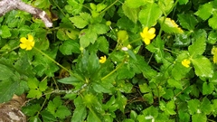 Ranunculus silerifolius