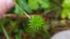 Ranunculus silerifolius