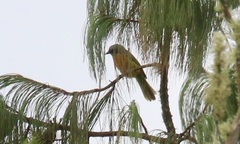 Telophorus nigrifrons