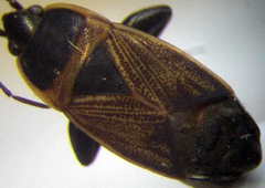 Bleteogonus beckeri