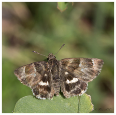 Gomalia elma albofasciata