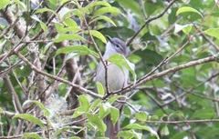 Phyllastrephus flavostriatus