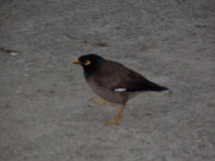 Acridotheres tristis