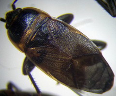 Bleteogonus beckeri
