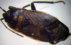 Bleteogonus beckeri
