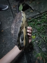 Cuora amboinensis kamaroma