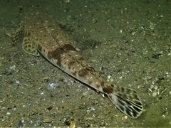 King Flathead photo 4
