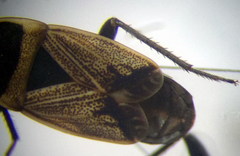 Bleteogonus beckeri