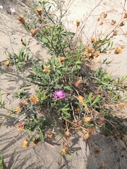 Centaurea aspera aspera