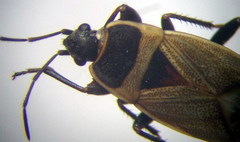 Bleteogonus beckeri
