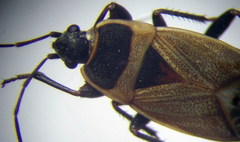 Bleteogonus beckeri