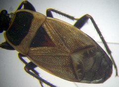 Bleteogonus beckeri