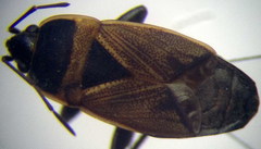 Bleteogonus beckeri
